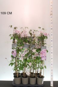 Hegyi iszalag  CLEMATIS MONTANA FAJTÁK 60CM K2