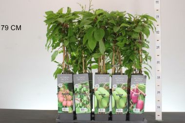 Japán kivi ACTINIDIA ARGUTA 40/60 K2