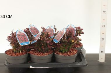 Japán vérborbolya    BERBERIS THUNBERGII BAGATELLE K3