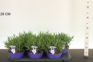 Levendula    LAVANDULA ANGUSTIFOLIA HIDCOTE CS12