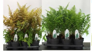  Erdei pajzsika DRYOPTERIS FAJTÁK CS23
