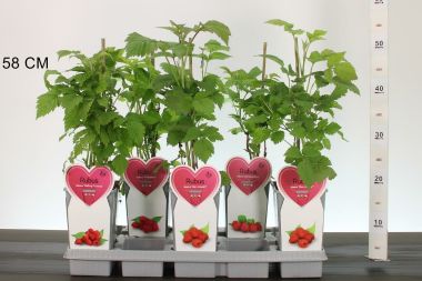 Málna  RUBUS IDAEUS FAJTÁK 30/40 K2