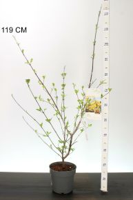 Húsos som CORNUS MAS 40/60 K3