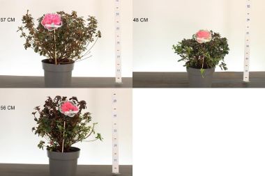 Japán azálea    AZALEA JAPONICA 30/35 K3