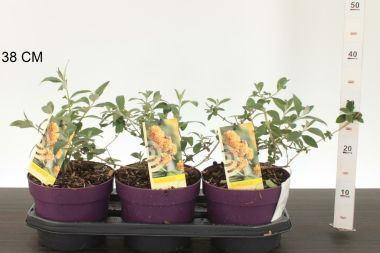 Sárga virágú nyáriorgona BUDDLEJA WEYERIANA SUNGOLD 30/40 CS19