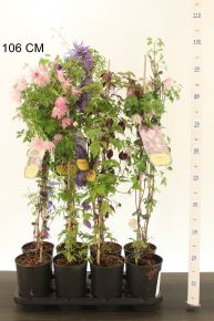 Iszalag FAJTÁK   CLEMATIS HYBRIDEN FAJTÁK 60CM K2