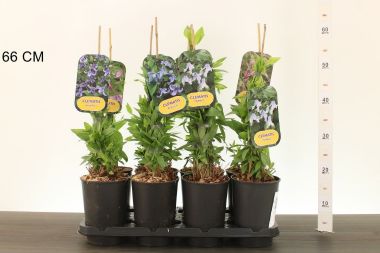 Kerti iszalag CLEMATIS FAJTÁK 60CM K2