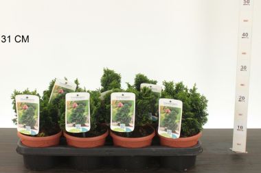 Hinoki hamisciprus CHAMAECYPARIS OBTUSA NANA GRACILIS CS13