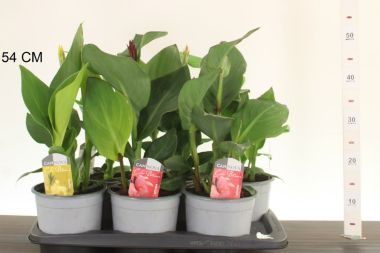 Kerti kannavirág CANNA IN CULTIVARS CS17