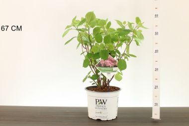 Cserjés hortenzia   HYDRANGEA ARBORESCENS RUBY ANNABELLE 30/35 K3