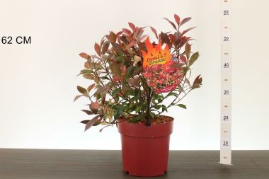 Örökzöld korallberkenye PHOTINIA FRASERI DEVIL DREAM 40/60 CS23