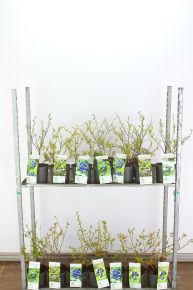 Kék áfonya VACCINIUM CORYMBOSUM 30/40 K3