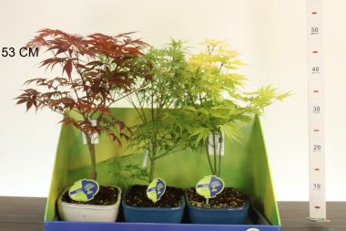 Japán juhar    ACER PALMATUM FAJTÁK 30/40 CS15