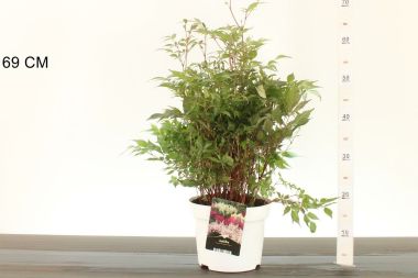 Kínai tollbuga  ASTILBE FAJTÁK K2