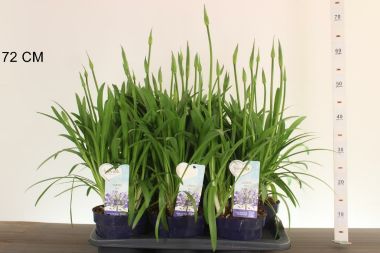 Szerelemvirág kék AGAPANTHUS AMOURETTE BLUE 40/60 CS17