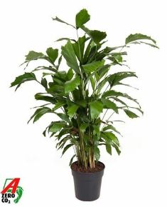 Halfarok pálma CARYOTA MITIS CS21