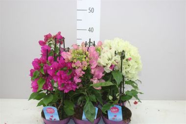 Murvafürt BOUGAINVILLEA PIRAMIS FAJTÁK