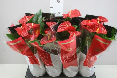 Flamingóvirág ANTHURIUM ANDRAEANUM FAJTÁK CS14