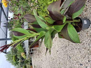 Kerti kannavirág   CANNA KLEOPATRA 40/45 CS17