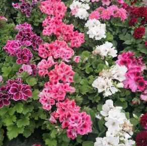 Angol muskátli  PELARGONIUM GRANDIFLORUM 20/+ CS12