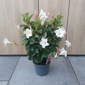 Tölcsérjázmin    DIPLADENIA RIO 40/50 CS17