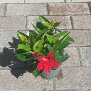 Tölcsérjázmin    DIPLADENIA RIO 40/50 CS10,5