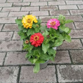 Zinnia   ZINNIA CS10,5