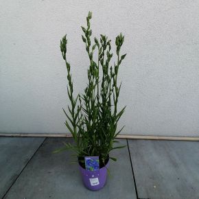 Baracklevelű harangvirág   CAMPANULA PERSICIFOLIA TAKION BLUE CS15