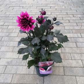 Egynyári dália DAHLIA FAJTÁK K2