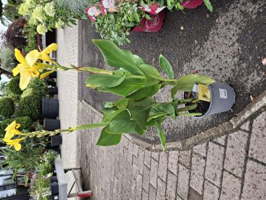 Kerti kannavirág  CANNA IN CULTIVARS CS17