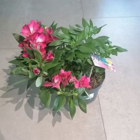 Inkaliliom     ALSTROEMERIA CS17