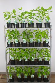Cserjés hortenzia    HYDRANGEA ARBORESCENS ANNABELLE 30/40 K3