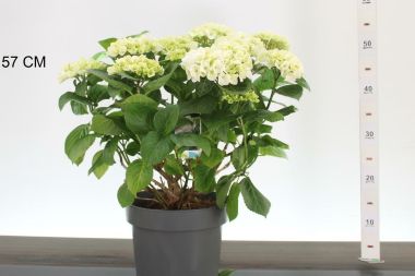 Kerti hortenzia     HYDRANGEA MACROPHYLLA 30/40 K5