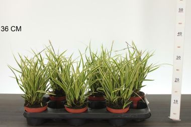Madárlábú sás  CAREX MORROWII GOLDBAND CS10,5
