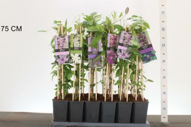 Iszalag      CLEMATIS FAJTÁK 60CM K1,5