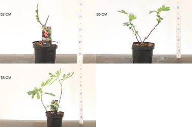 Füge  FICUS CARICA K5