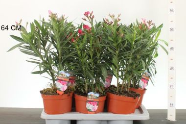 Leander  NERIUM OLEANDER 40/50 CS17