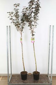 Vöröslevelű díszcseresznye  PRUNUS SERRULATA ROYAL BURGUNDY T120 K7,5