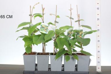 Jenny kivi ACTINIDIA DELICIOSA JENNY 30/40 K2