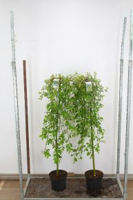 Csüngő barkafűz    SALIX CAPREA KILMARNOCK T120 K7,5