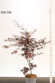 Japán juhar     ACER PALMATUM BLOODGOOD 50/60 K4
