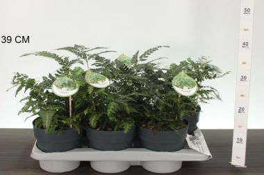 Keleti magyalpáfrány  ARACHNIOIDES ARISTATA VARIEGATA 25/30 CS17