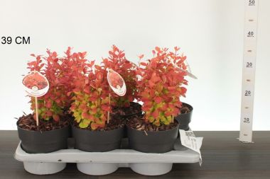 Japán vérborbolya    BERBERIS THUNBERGII ORANGE ICE 20/25 CS17