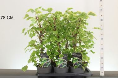 Kúszó hortenzia     HYDRANGEA ANOMALA MIRRANDA 40/50 CS17