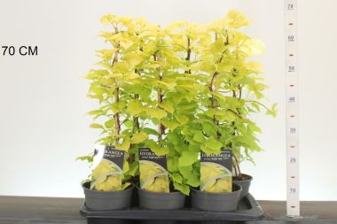 Kúszó hortenzia  HYDRANGEA ANOMALA BRIGHT SIDE 40/50 CS17
