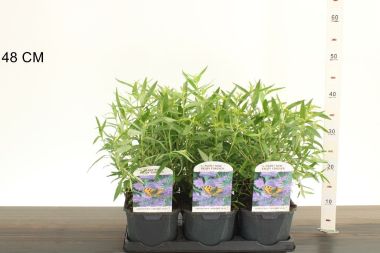 Angol kékszakáll  CARYOPTERIS CLANDONENSIS HEAVENLY BLUE K2