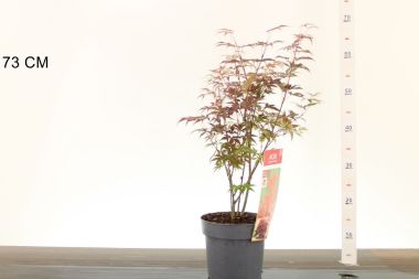 Japán juhar    ACER PALMATUM ATROPURPUREUM 40/50 K3