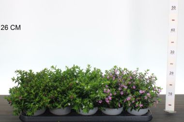 Izsóplevelű cuppánka CUPHEA HYSSOPIFOLIA 15/20 CS11