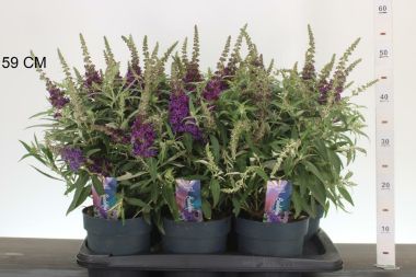 Nyári orgona  BUDDLEJA DAVIDII BUTTERFLY CANDY LITTLE PURPLE 35/45 CS17