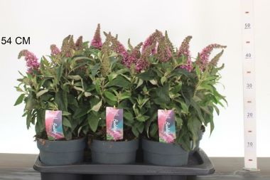 Nyári orgona  BUDDLEJA DAVIDII BUTTERFLY CANDY LITTLE PINK 35/45 CS17